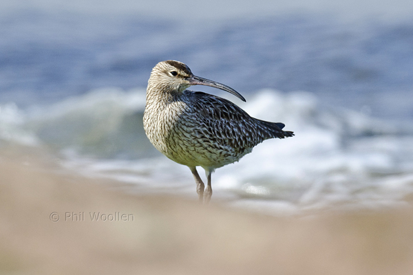 Whimbrel