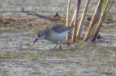 Semipalmated Sandpiper