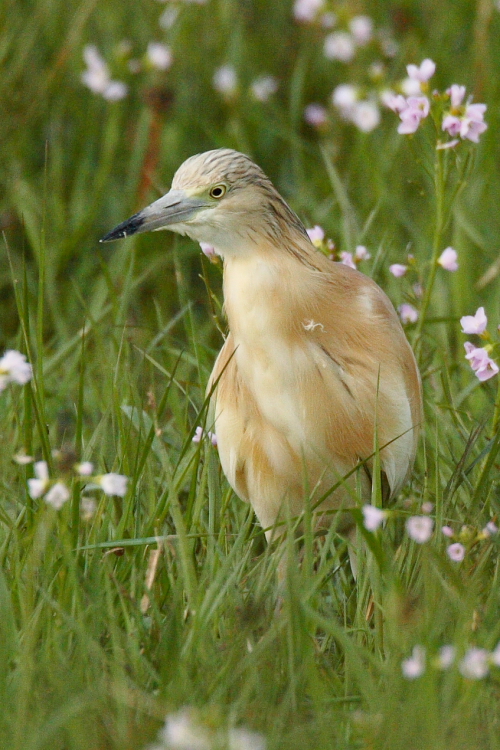 Squacco Heron
