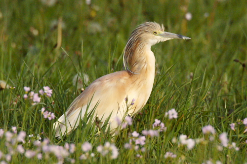 Squacco Heron