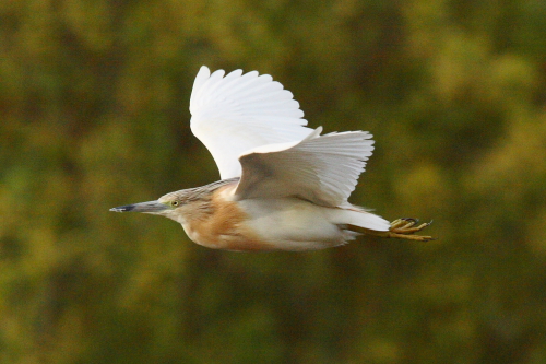 Squacco Heron