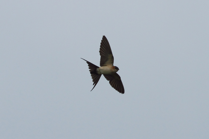 Red-rumped Swallow