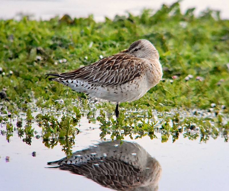 Bar-tailed Godwit