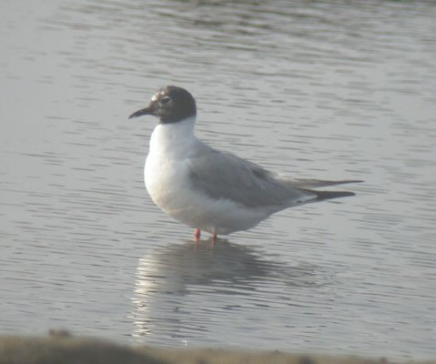 Bonaparte's Gull