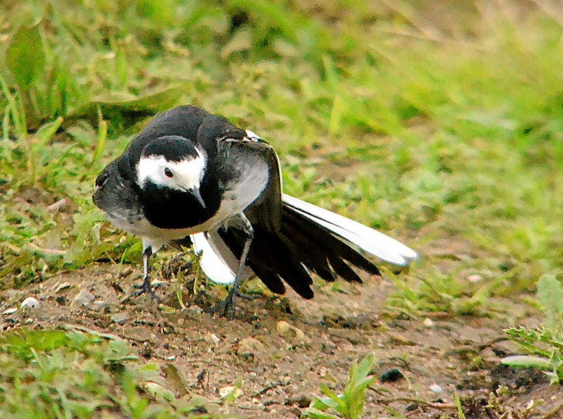 Pied Wagtail