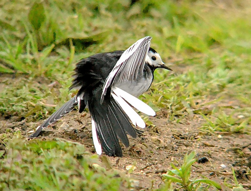 Pied Wagtail