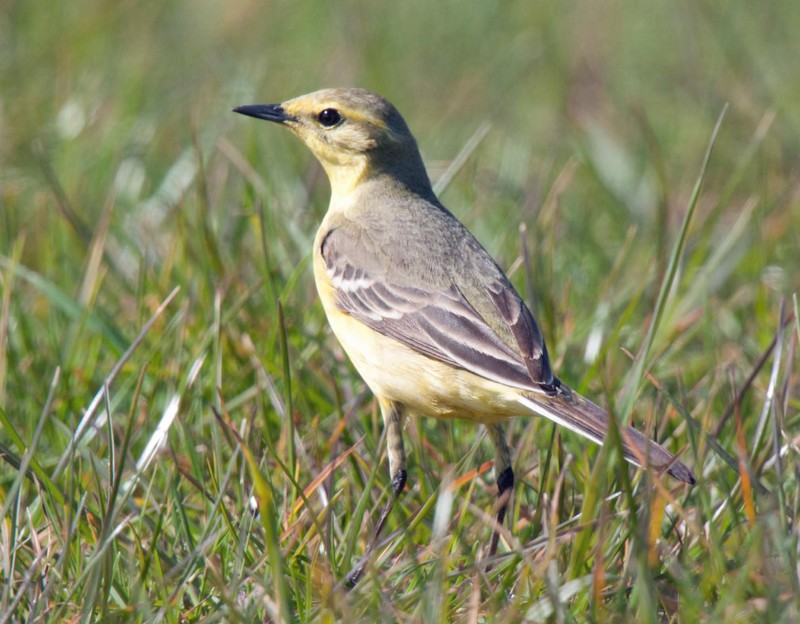 Yellow Wagtail