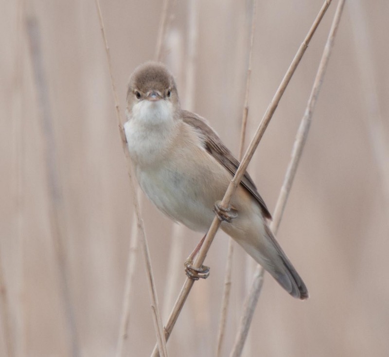 Reed Warbler