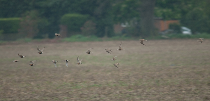 Dotterel