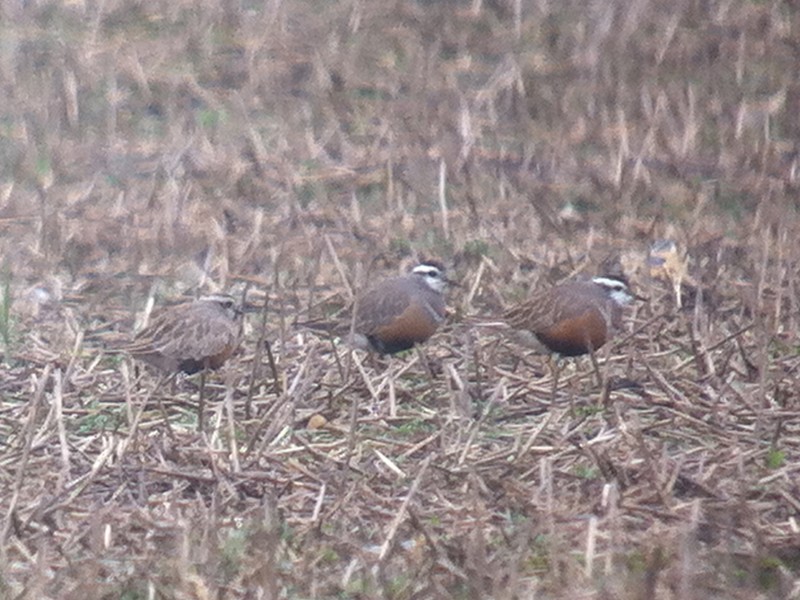 Dotterel