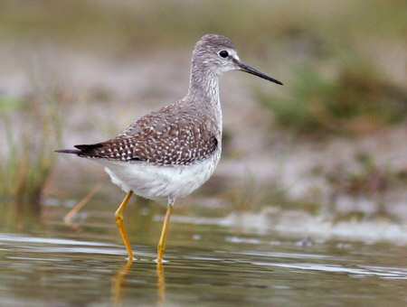 Lesser Yellowlegs