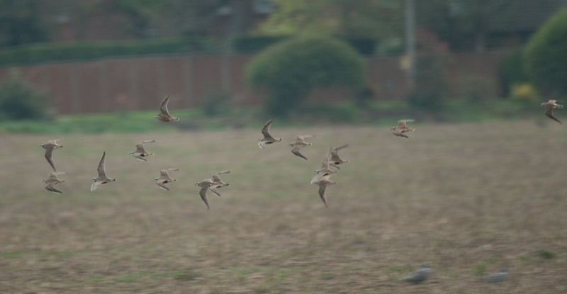 Dotterel