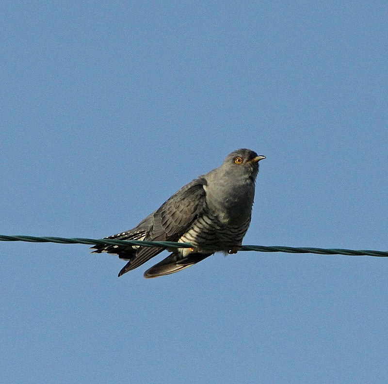 Cuckoo