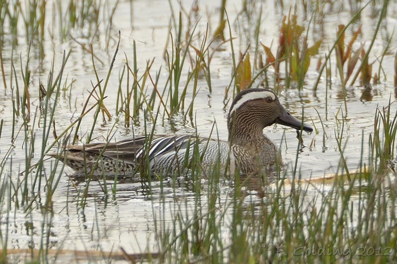 Garganey
