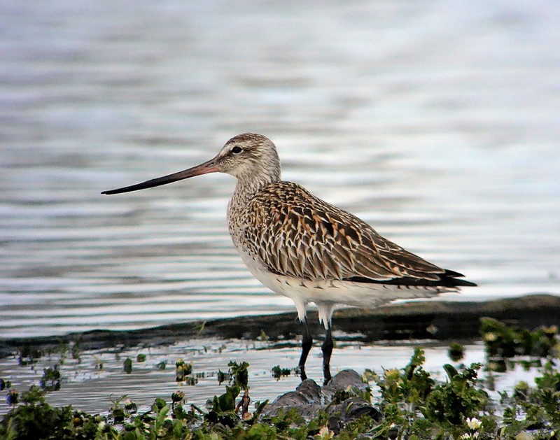 Bar-tailed Godwit