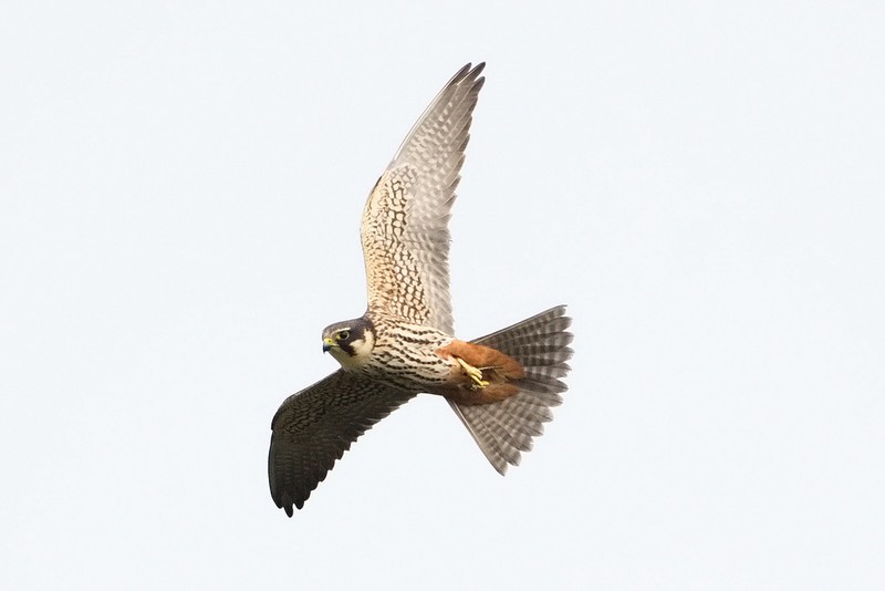 Hobby