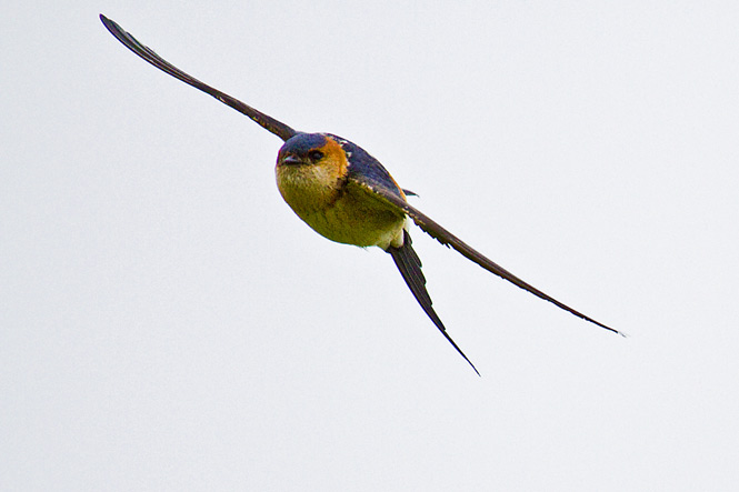 Red-rumped Swallow
