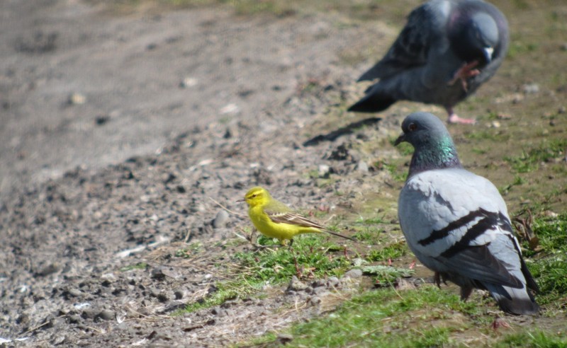 Yellow Wagtail