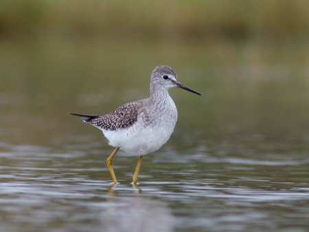 Lesser Yellowlegs
