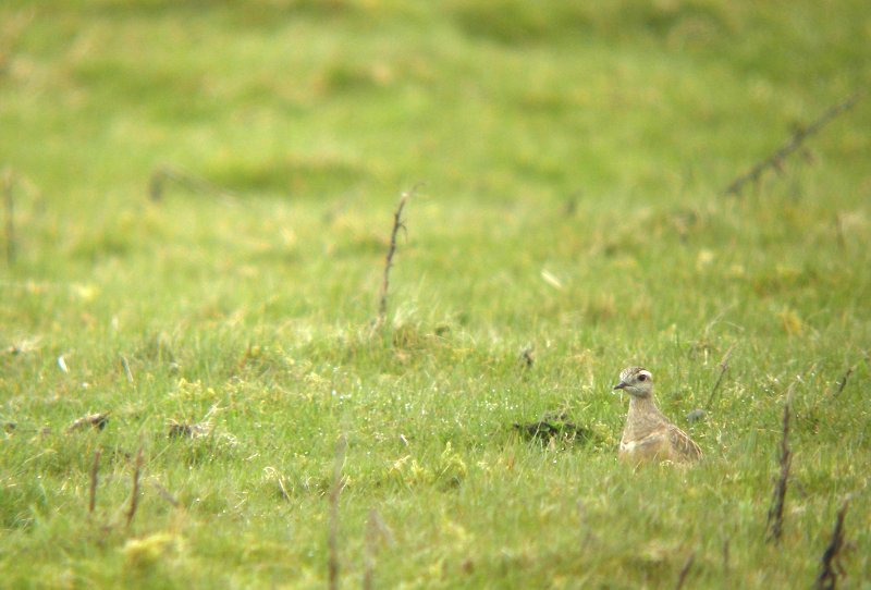 Dotterel