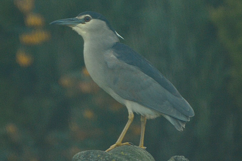 Night Heron