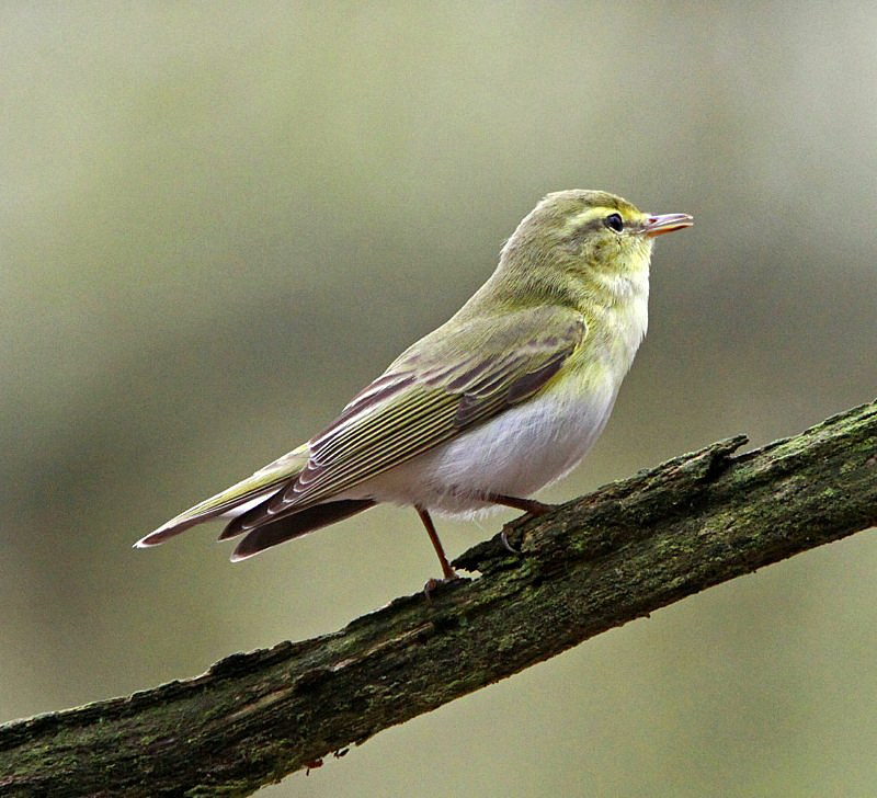 Wood Warbler