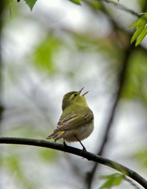 Wood Warbler