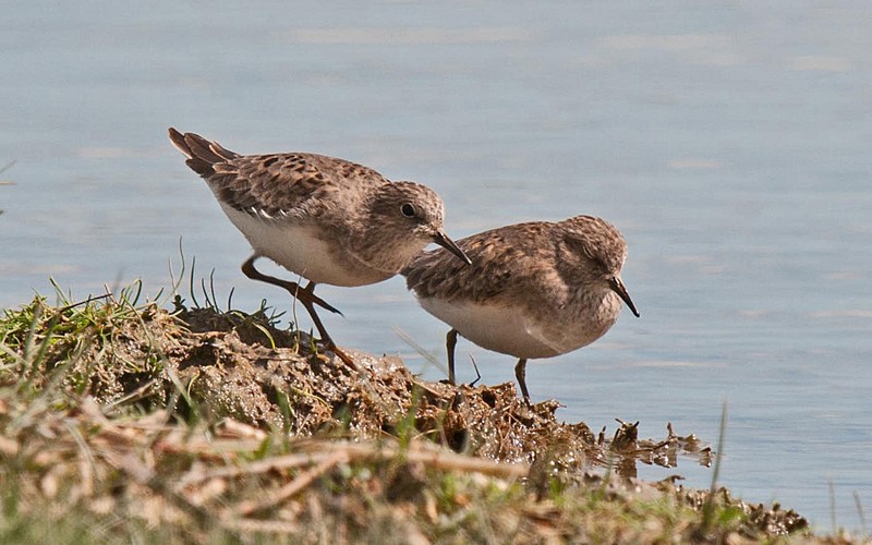 Temminck's Stint