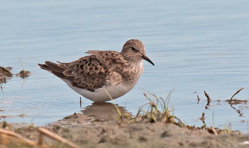 Temminck's Stint