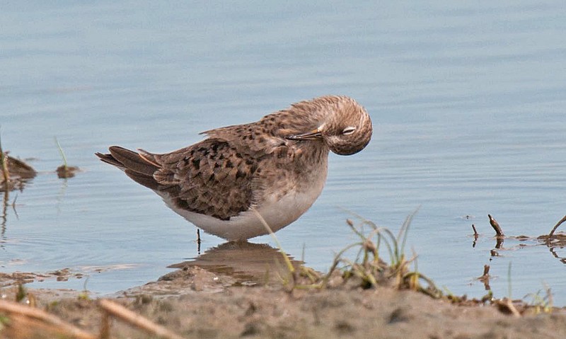 Temminck's Stint