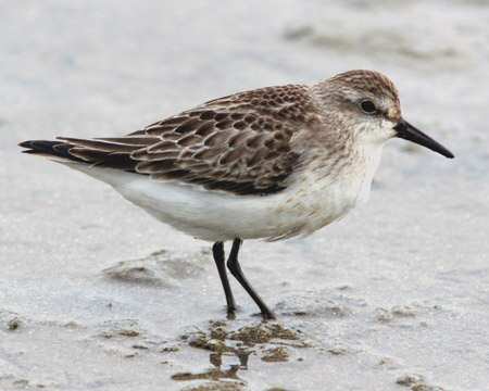 Semipalmated Sandpiper
