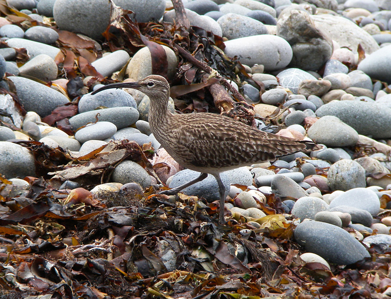 Whimbrel