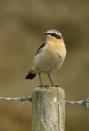 Wheatear