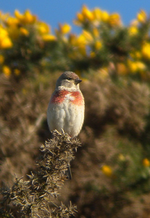 Linnet