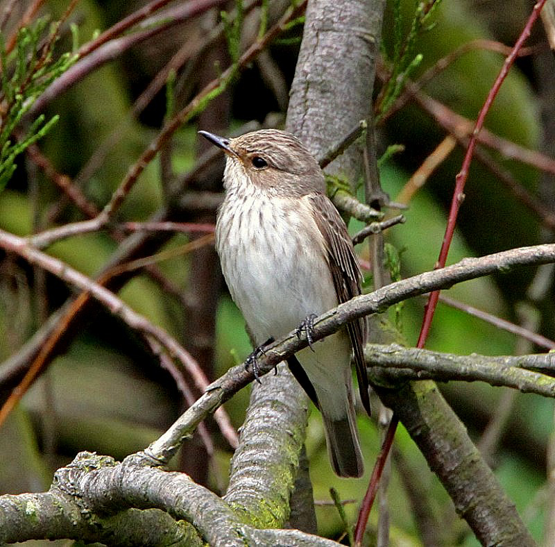 Spotted Flycatcher