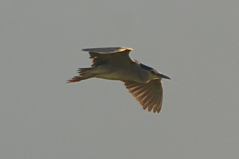 Night Heron