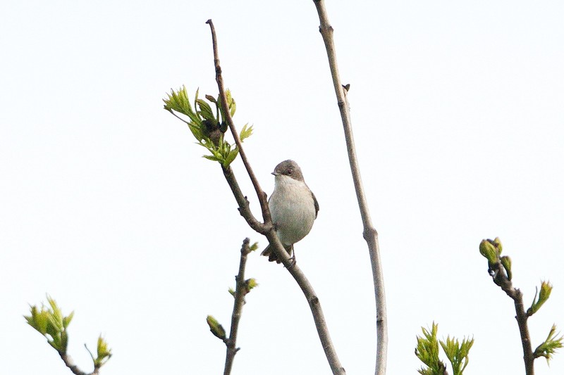Lesser Whitethroat