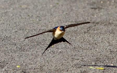 Red-rumped Swallow