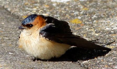 Red-rumped Swallow