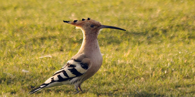 Hoopoe