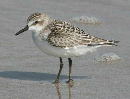 Semipalmated Sandpiper