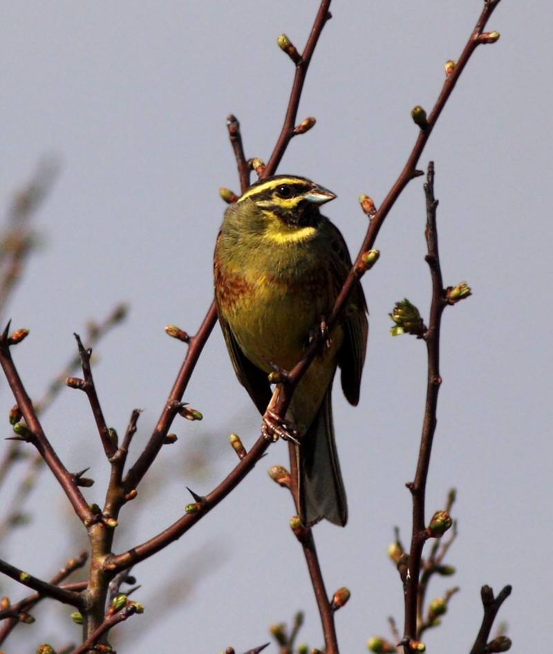 Cirl Bunting
