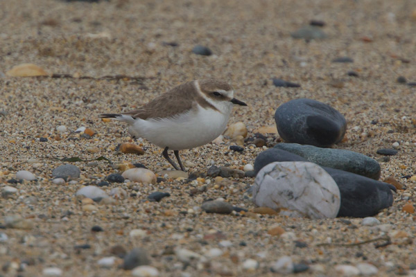 Kentish Plover