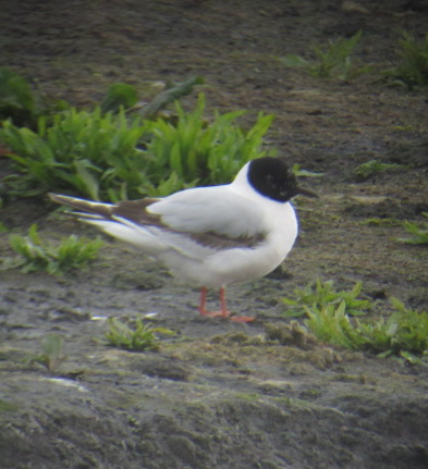 Little Gull