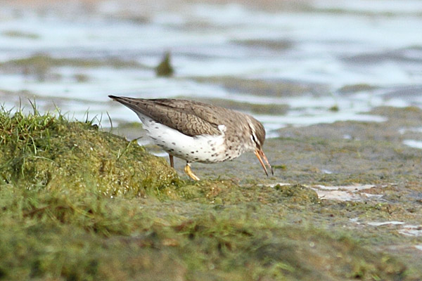 Spotted Sandpiper
