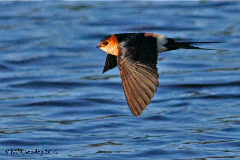 Red-rumped Swallow