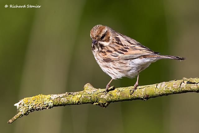 Reed Bunting