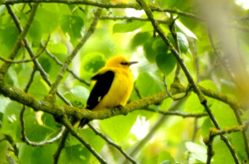 Golden Oriole