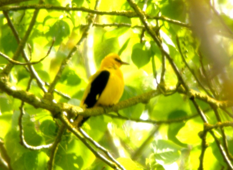 Golden Oriole