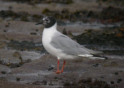 Bonaparte's Gull